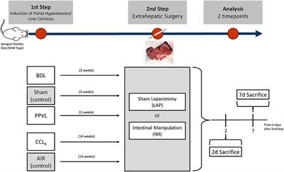 Extrahepatic Surgery in Cirrhosis Significantly Increases Portal Pressure in Preclinical Animal Models